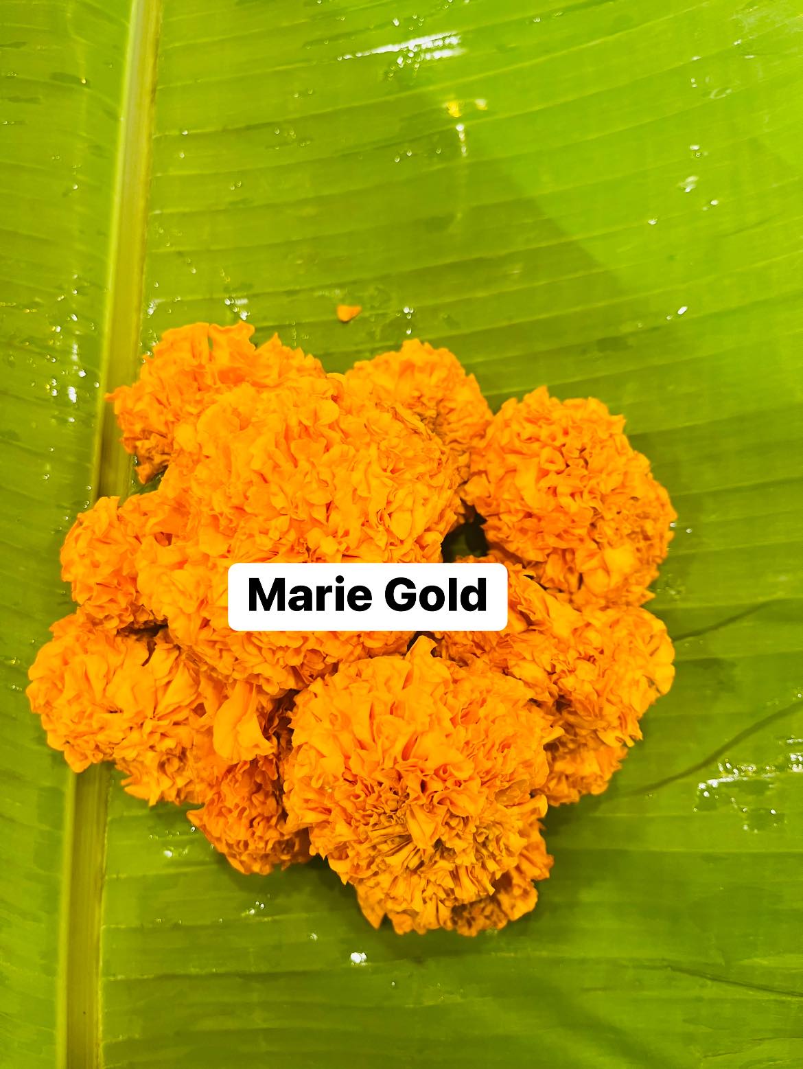 Orange Marigold Loose