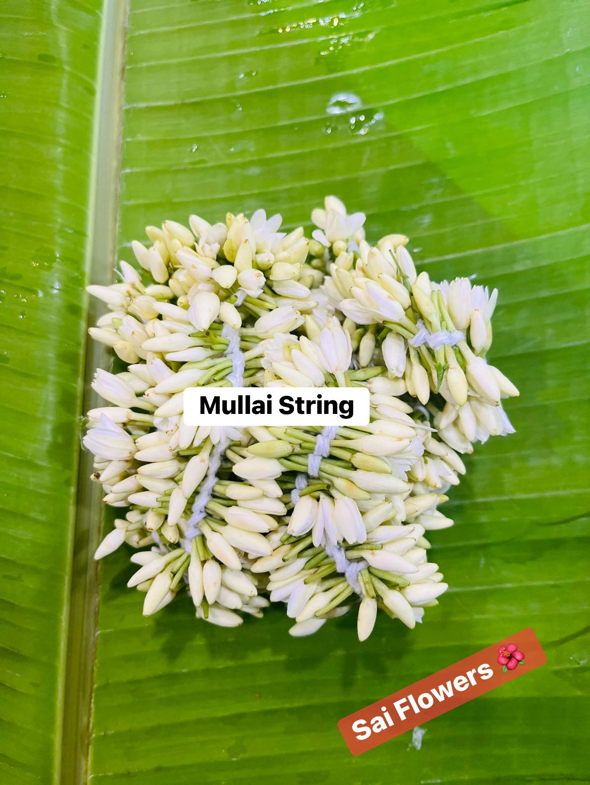 Mullai Strings