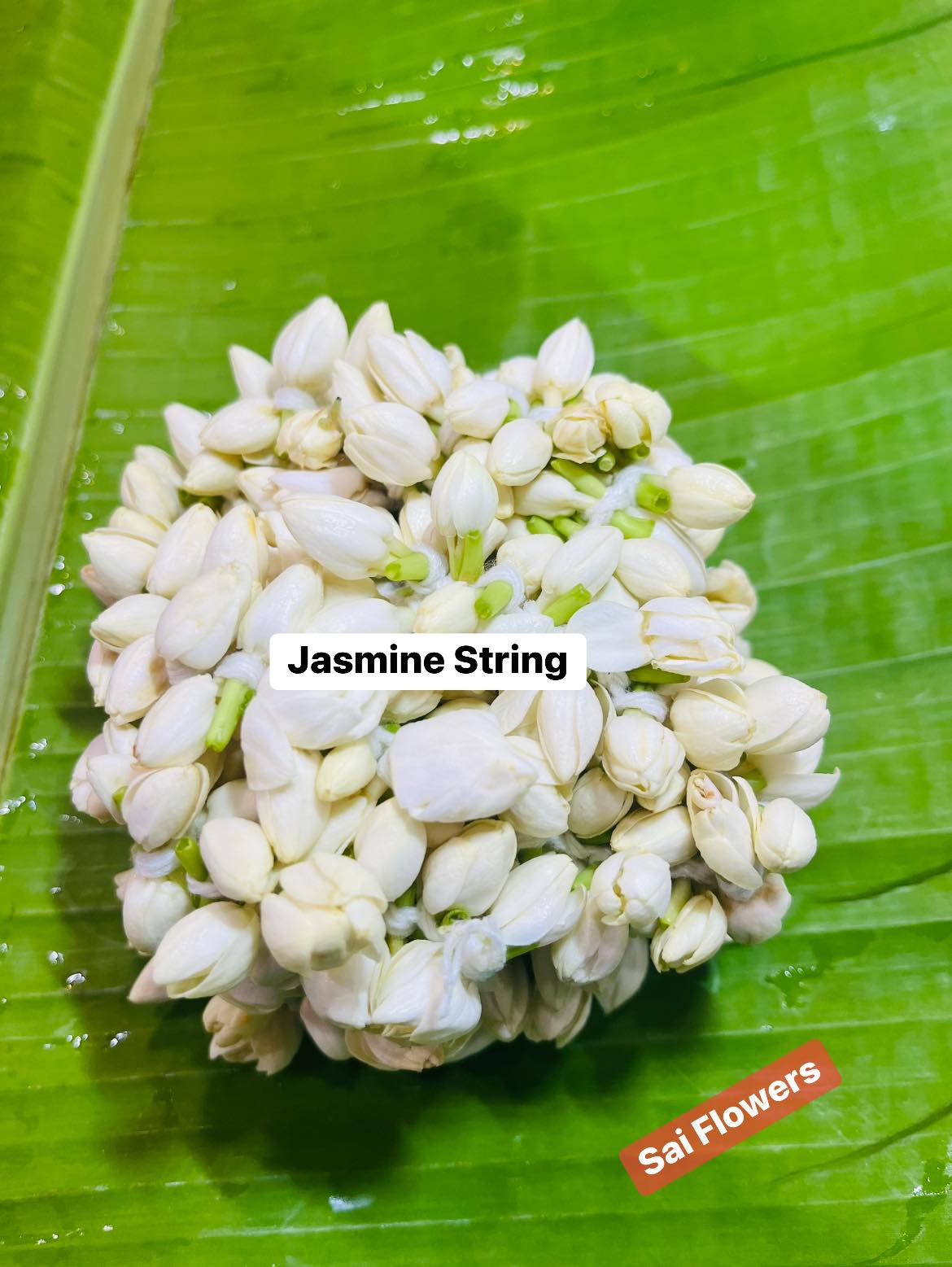 Jasmine Strings
